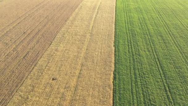 Siti di ricerca con diverse varietà di grano, vista drone. — Video Stock