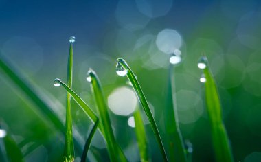 Sabah güneşinin arka planındaki çiğ tanesinde yeşil çimenler