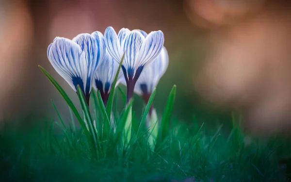Bright Crocuses Spring Flowers Green Grass Selective Soft Focus — Stock Photo, Image