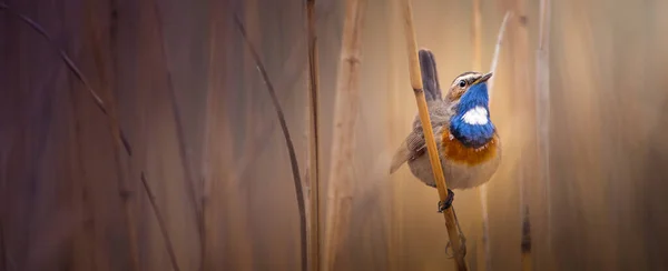 Bluethroat Pajarito Con Cuello Azul Plumas Blancas Grises Amarillas Vive — Foto de Stock