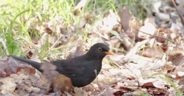 Blackbird vira as folhas em busca de larvas. — Vídeo de Stock