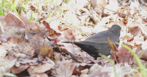 Blackbird turns the leaves in search of larvae. — Stock Video