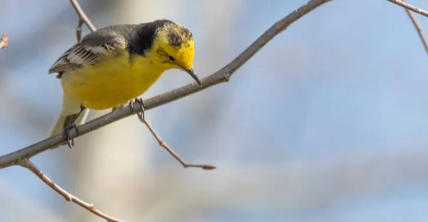 Western Yellow Wagtail, siedzi na gałęzi i śpiewa — Zdjęcie stockowe