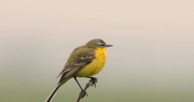 Batı Sarı Wagtail, bir dala oturmuş şarkı söylüyor.