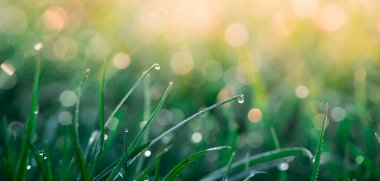 Yaz arkaplanı, taze yeşil çimen ve çiy damlaları.