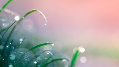 Yaz doğal arka plan, taze yeşil ve yağmur sonrası çiy damlaları, seçici odaklanma.