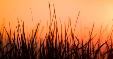 Portakal rengi gökyüzünün arka planında çimen siluetleri, siluet. Yaz arkaplanı.