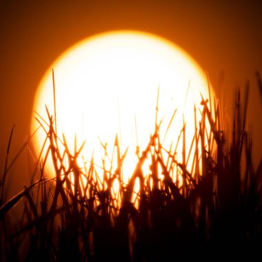 Portakal rengi gökyüzünün arka planında çimen siluetleri, siluet. Yaz arkaplanı.