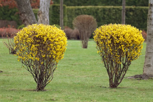 Yellow Flowering Forsythia Bushes Green Lawn — Stock Photo, Image