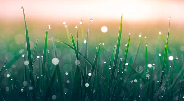 Summer Background Fresh Green Grass Dew Drops — Stock Photo, Image