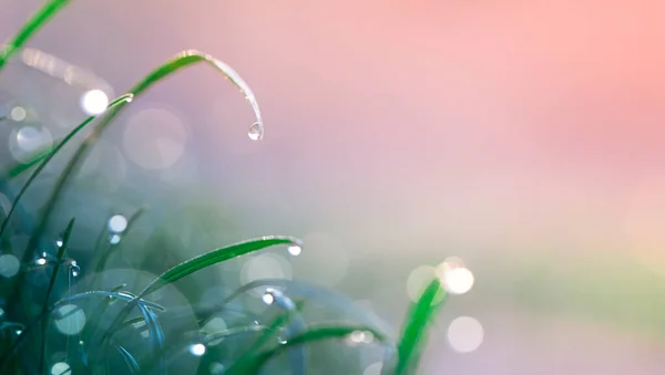 Summer Natural Background Young Green Drops Dew Rain Selective Focus — Stock Photo, Image