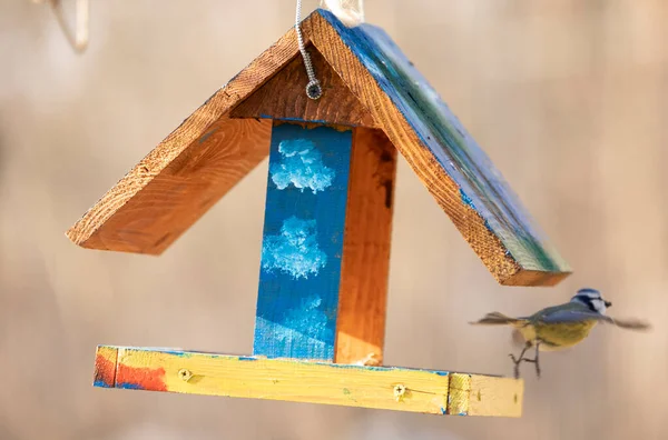 Tit Hand Robotic Feeder Selective Focus — Foto Stock