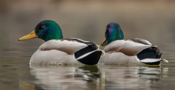 两只雄性野鸭 有明亮的羽毛在水面上的特写 有选择性地聚焦 — 图库照片