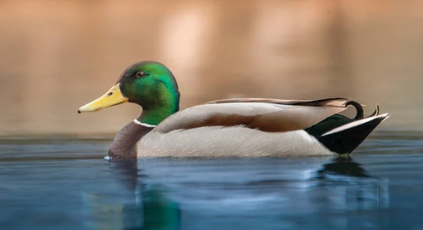 Canard Mâle Sauvage Avec Plumage Lumineux Assis Sur Eau — Photo