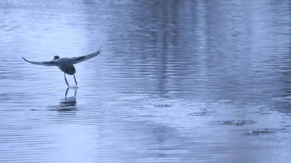 母野鸭被带到水里去了 软焦点 — 图库照片