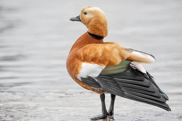 Sauvagine Vivant Sur Les Étangs Debout Sur Rive Lac — Photo