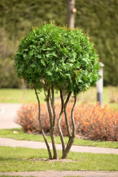 Verwendung Von Thuja Als Bonsai Einem Park Für Die Gartengestaltung — Stockfoto