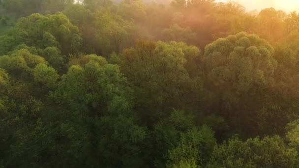 Vlucht over de bomen in de mist bij zonsopgang. — Stockvideo