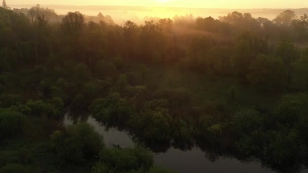 Vlucht over de bomen in de mist bij zonsopgang. — Stockvideo