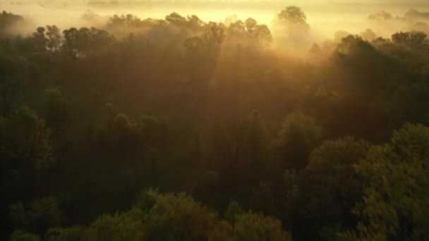 Vuelo sobre los árboles en la niebla al amanecer. — Vídeos de Stock