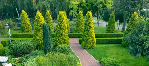 Uso Plantas Perennes Paisajismo Thuja Boj Plantas Ornamentales Cerca Del — Foto de Stock