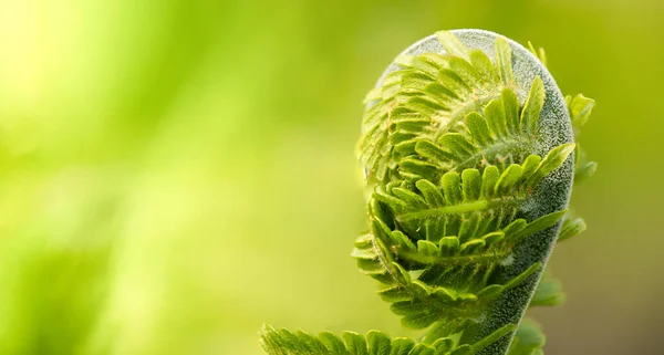 Green leaf of fern on a light green background, selective focus — Stock Photo, Image