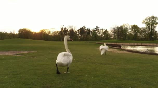 Οι κύκνοι περπατούν στο γρασίδι του πάρκου. — Αρχείο Βίντεο