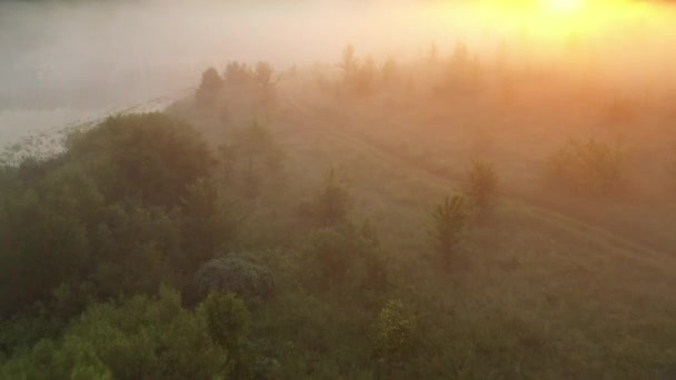 Vuelo sobre los árboles en la niebla al amanecer. — Vídeos de Stock