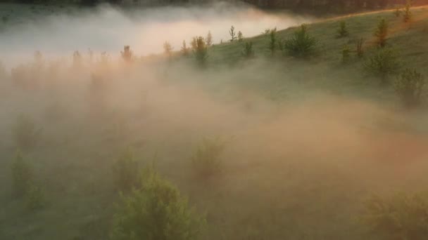 Vuelo sobre los árboles en la niebla al amanecer. — Vídeos de Stock