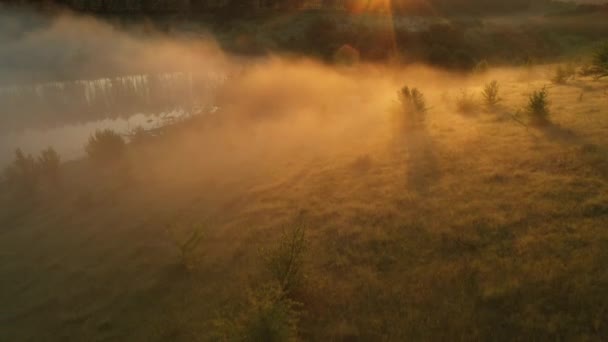 Vuelo sobre los árboles en la niebla al amanecer. — Vídeos de Stock