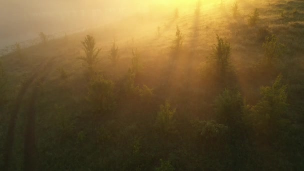 Vuelo sobre los árboles en la niebla al amanecer. — Vídeos de Stock