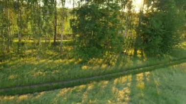 Şafakta sisin içinde ağaçların üzerinden uç..