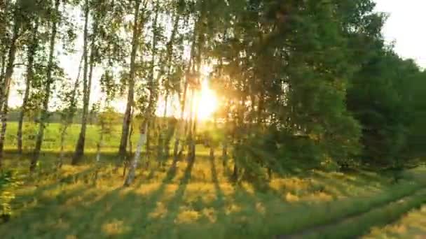 Vuelo sobre los árboles en la niebla al amanecer. — Vídeo de stock