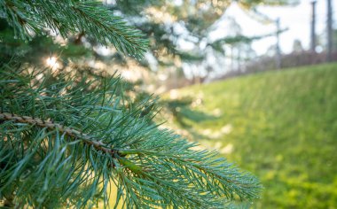 Parlak yaz geçmişi. Sabah parkındaki çam dallarına çiy damlaları düşer..