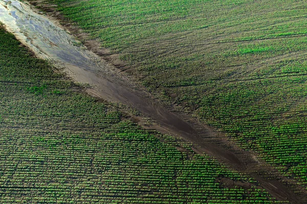 Erosão Água Solo Danos Culturas Agrícolas Após Chuva Vista Para — Fotografia de Stock