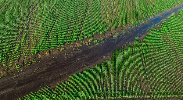 Water Erosion Soil Damage Agricultural Crops Rain Drone View — Stock Photo, Image