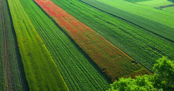 Vista Aérea Flores Papoula Campo Trigo Dawn Maravilhoso Verão Paisagem — Fotografia de Stock