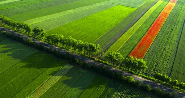 Vista Aérea Flores Papoula Campo Trigo Dawn Maravilhoso Verão Paisagem — Fotografia de Stock