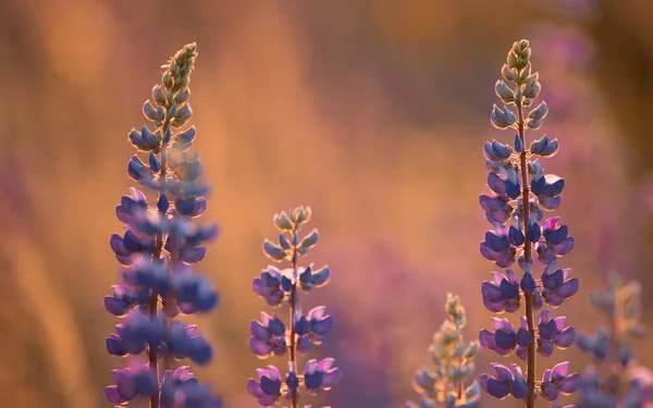 Kolorowe Jasne Kwiaty Łubin Selektywne Zbliżenie Ostrości — Zdjęcie stockowe