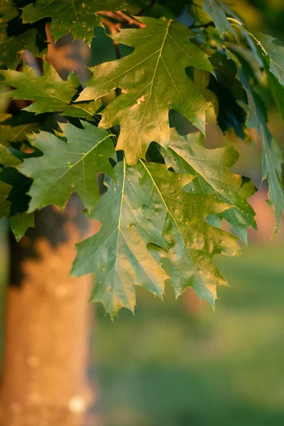 Листья Зелёного Дуба Естественный Фон Селективный Фокус — стоковое фото