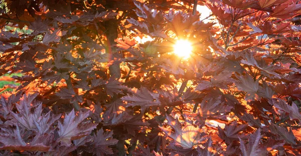 Jesienne Tło Ciepłe Promienie Słońca Czerwone Liście Klonu Naturalna Tekstura — Zdjęcie stockowe