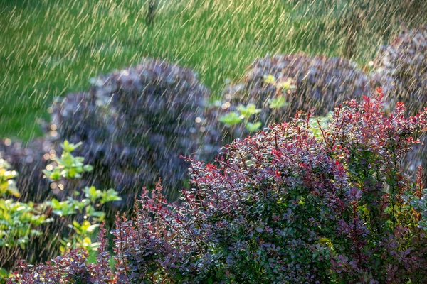 Tropfen Warmen Sommerregens Fallen Auf Die Leuchtend Roten Blätter Der — Stockfoto
