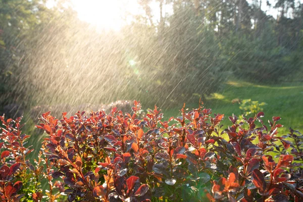 Promienie Słońca Oświetlają Krople Ciepłego Deszczu Spadające Jasnoróżowe Liście Maliny — Zdjęcie stockowe