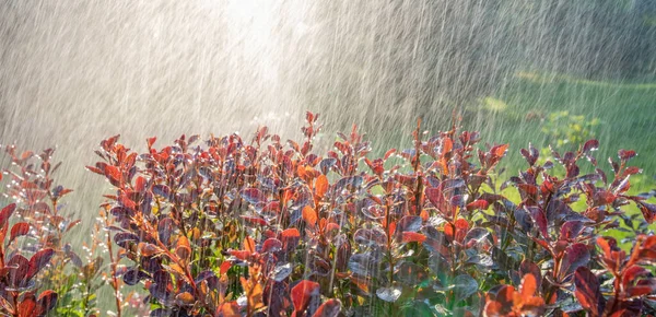 Die Sonnenstrahlen Erhellen Die Tropfen Warmen Regens Die Auf Die — Stockfoto