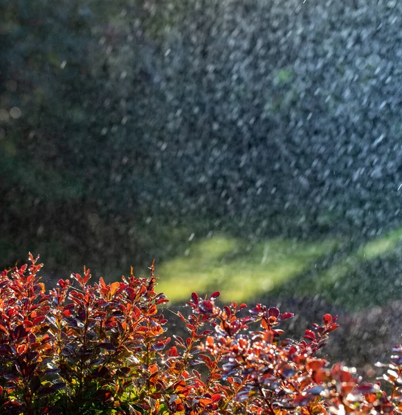 Солнечные Лучи Освещают Капли Теплого Дождя Падающие Ярко Розовые Листья — стоковое фото