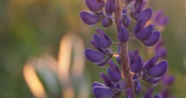 Renkli parlak çiçekler, çözünmüş arka planda lupinler. Kapat..