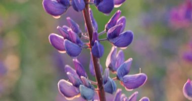 Renkli parlak çiçekler, çözünmüş arka planda lupinler. Kapat..