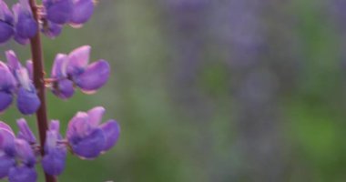 Renkli parlak çiçekler, çözünmüş arka planda lupinler. Kapat..