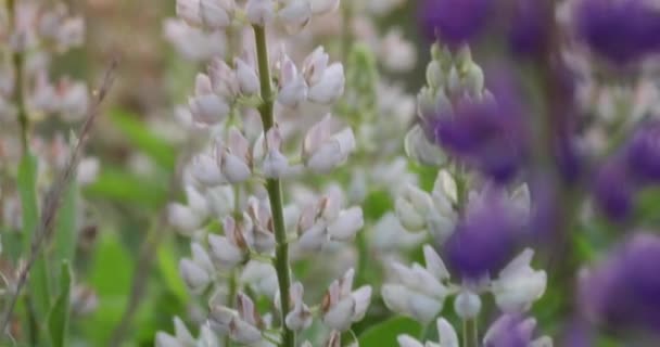 Flores brillantes de colores, altramuces sobre un fondo desenfocado. De cerca.. — Vídeo de stock