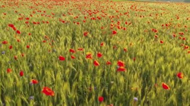 Kırmızı gelincikler yeşil buğdayda çiçek açar..
